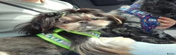 Shih Tzu dogs for stud: Stunning imperial Shih tzu for stud - Advert 3