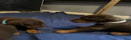 Dobermann dogs for sale: 7 beautiful Dobbman puppies  - Advert 2