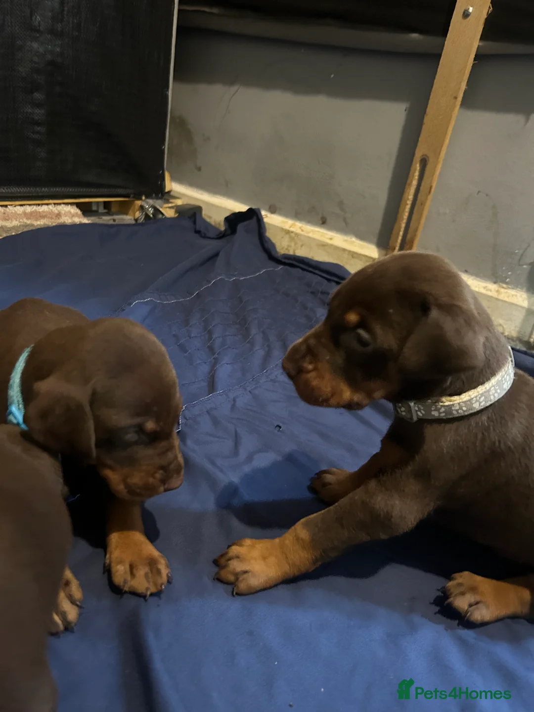 Dobermann dogs for sale: 7 beautiful Dobbman puppies  - Advert 2
