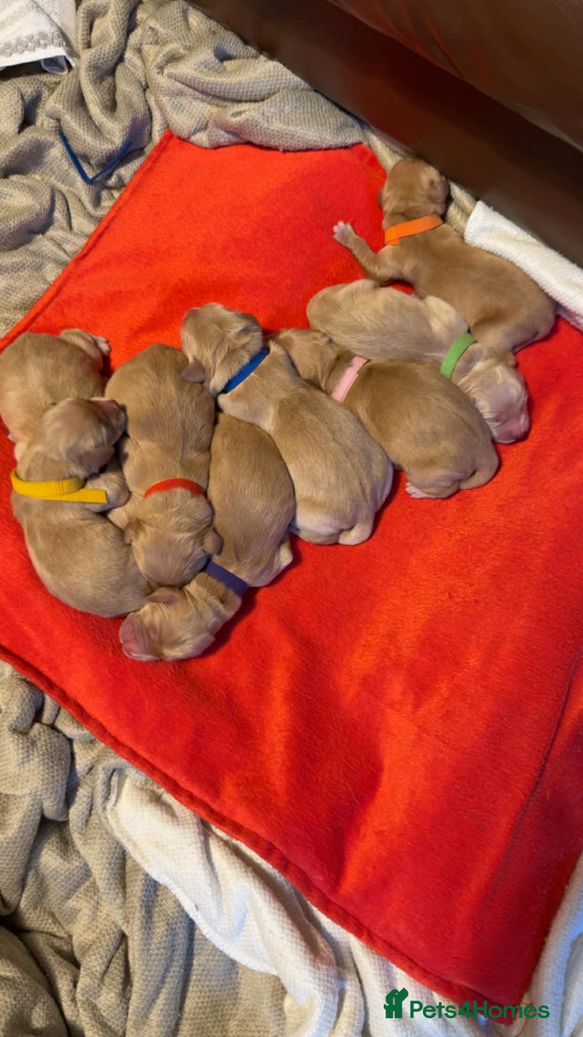 Golden Retriever dogs Amazingly beautiful golden pups  - Advert 3