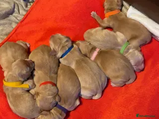 Golden Retriever dogs Amazingly beautiful golden pups - Advert 14