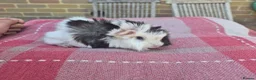 Guinea Pig rodents for sale: Guinea pigs in Salisbury - Advert 7