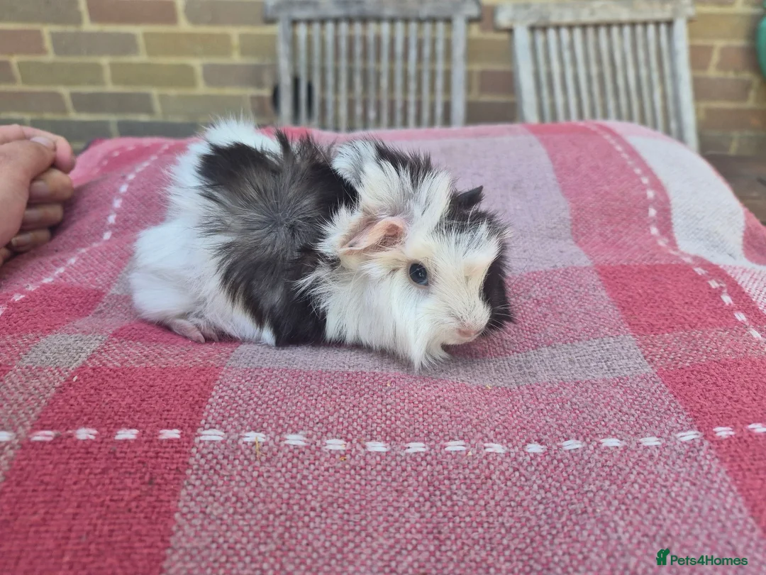Guinea Pig rodents for sale: Guinea pigs in Salisbury - Advert 7