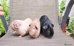 Guinea Pig rodents for sale: Baby guineas  - Image 6