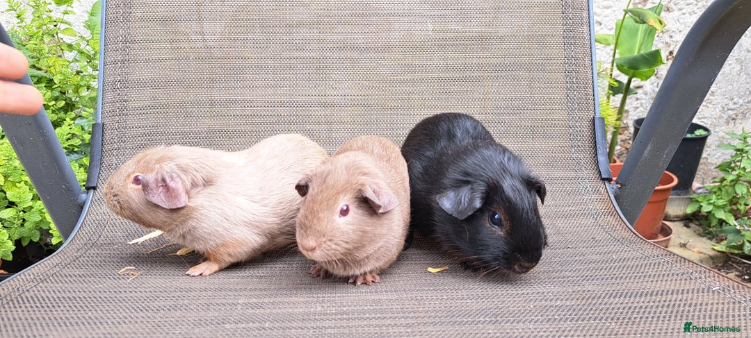 Guinea Pig rodents for sale: Baby guineas  - Image 6