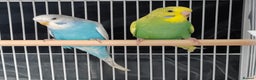 Budgerigars birds for sale: Beautiful Baby Budgies  - Advert 4