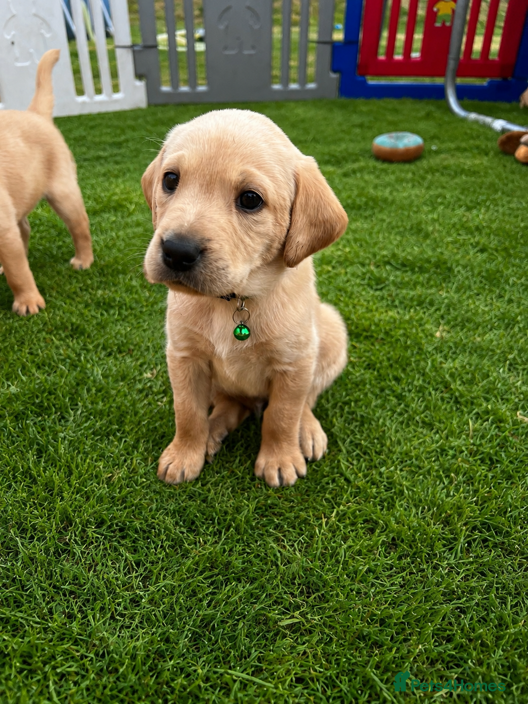 Labrador Retriever dogs ONLY 3 LEFT 🐾 STUNNING FAMILY KC LABRADORS  - Advert 2