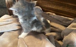 Mixed Breed cats for sale: Beautiful kittens - Image 12