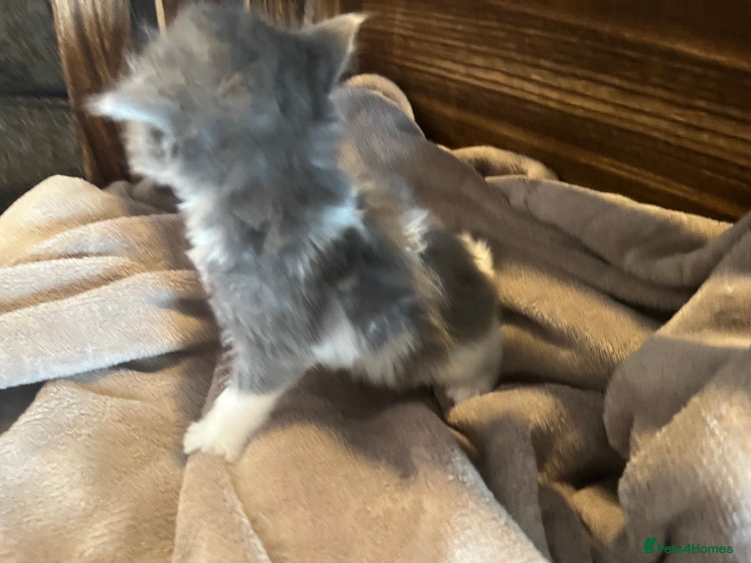 Mixed Breed cats for sale: Beautiful kittens - Image 12
