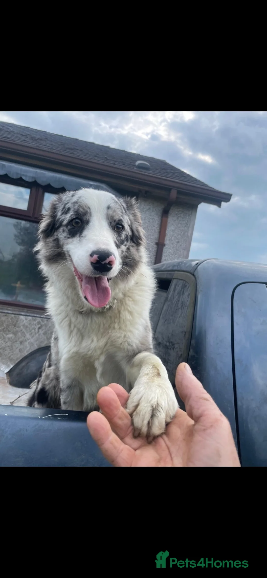 Mixed Breed dogs for sale: Male and Female puppy for sale - Advert 10
