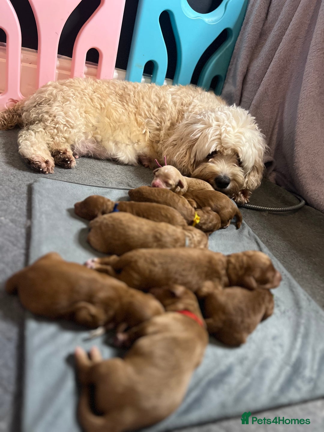 Cavapoochon dogs for sale: 5 ⭐️ LICENSED BREEDER HEALTH TESTED CAVAPOOCHONS - Advert 37