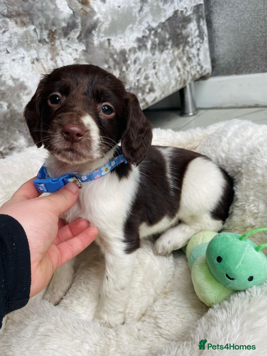 Sprocker dogs for sale: Stunning sprocker puppies  - Advert 12