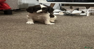 Cocker Spaniel dogs Cocker spaniel puppies - Advert 4