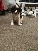 Cocker Spaniel dogs Cocker spaniel puppies - Advert 7