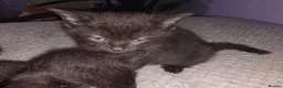 Mixed Breed cats for sale: Mixed kittens  - Advert 14