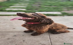 Sprocker dogs for sale: Sprockerspaniel girl age 3 - Image 5
