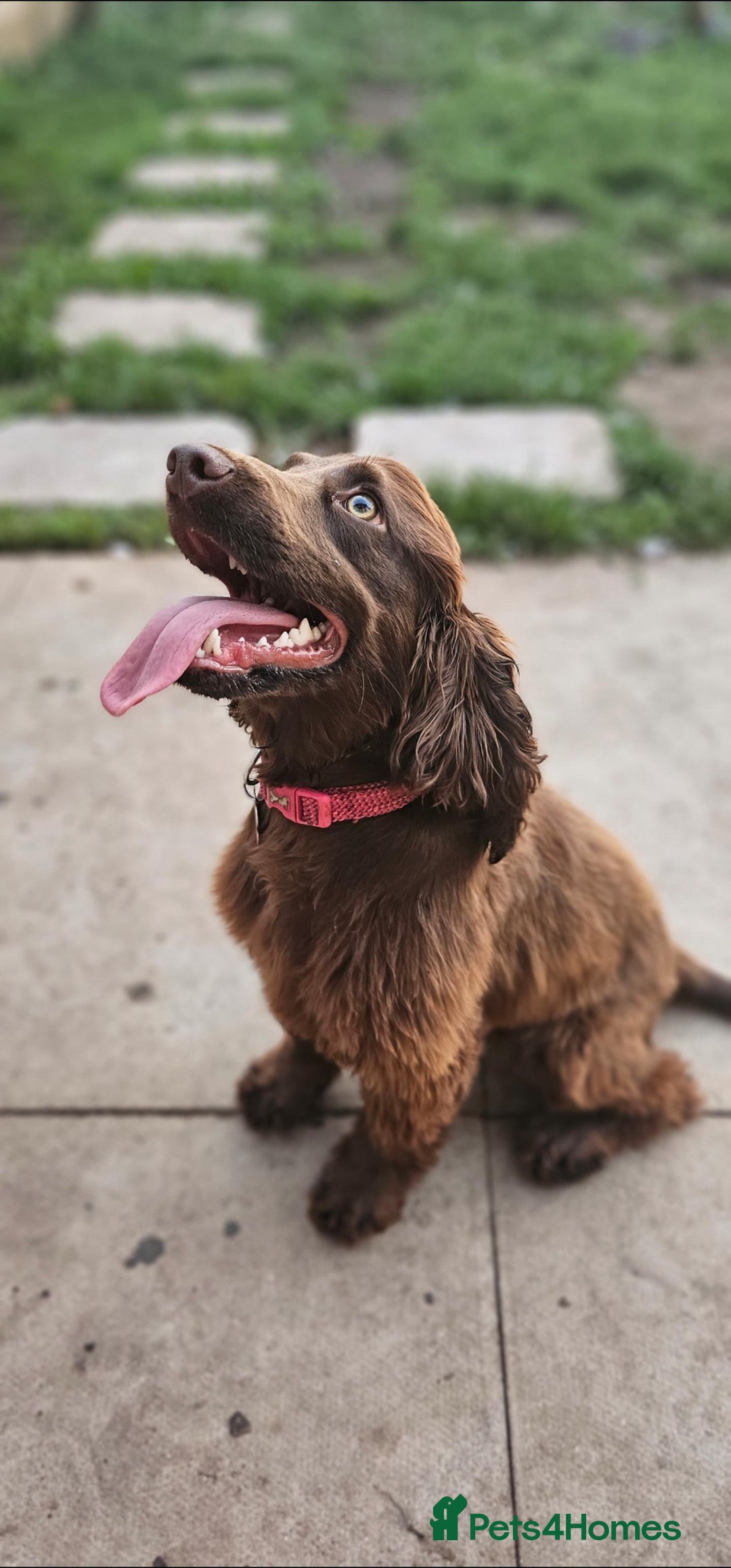 Sprocker dogs for sale: Sprockerspaniel girl age 3 - Image 5