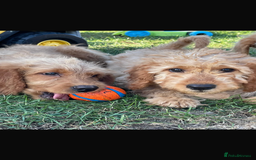 Mini Goldendoodle dogs for sale: F1 Goldendoodle puppies  - Image 2