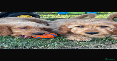 Mini Goldendoodle dogs - Advert 3