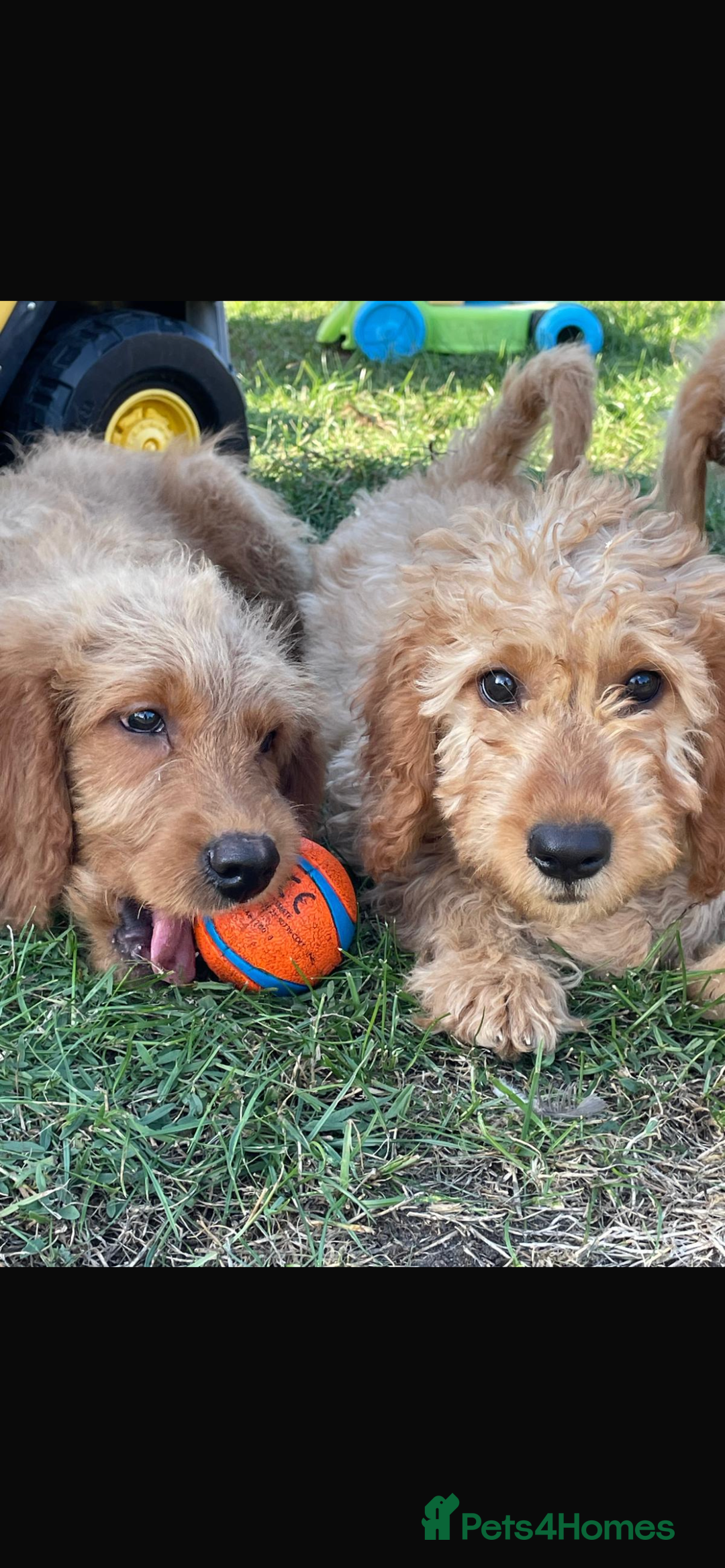 Mini Goldendoodle dogs for sale: F1 Goldendoodle puppies  - Image 2