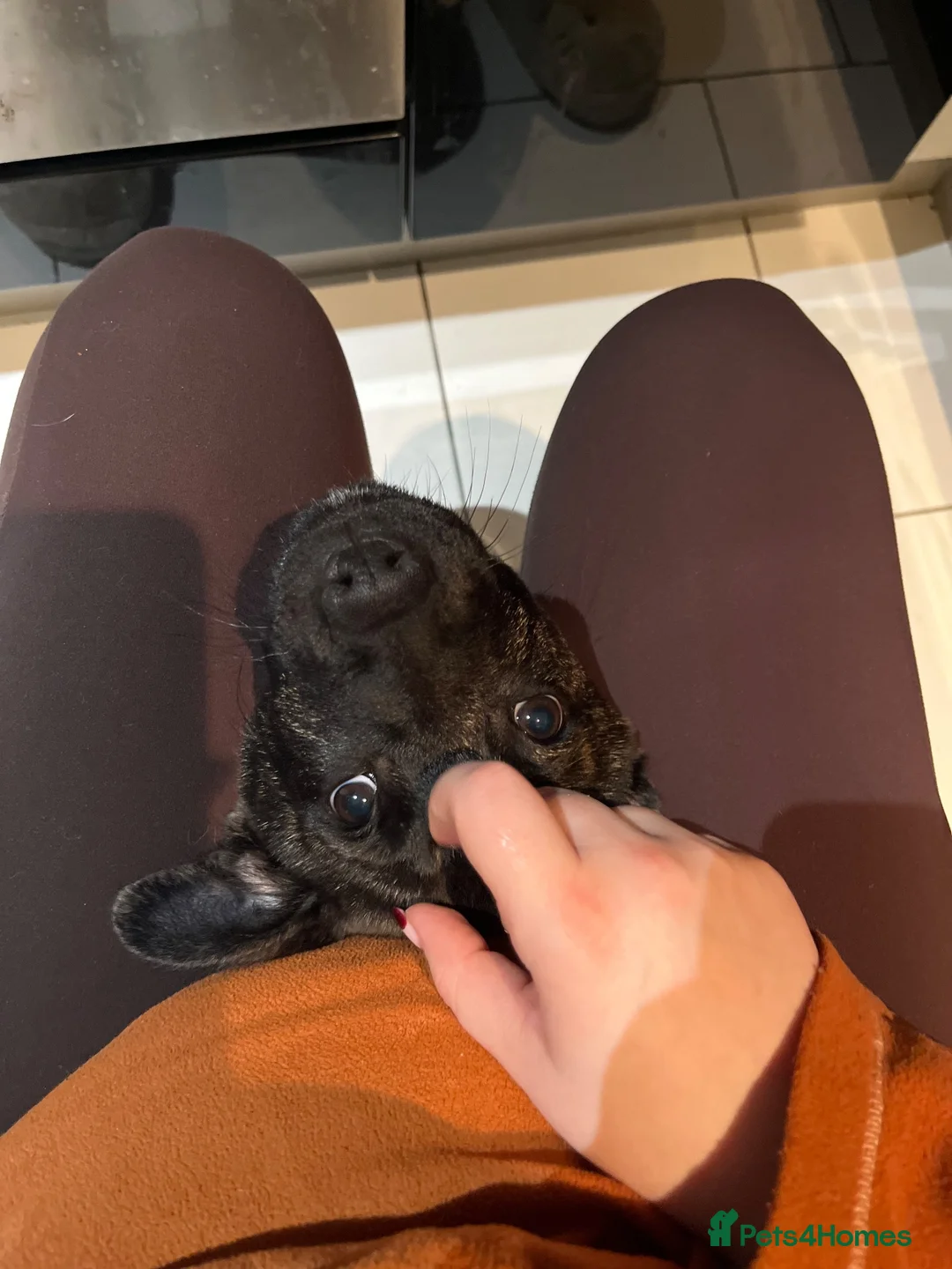 Mixed Breed dogs for sale: Lovely family dog for rehoming  in Chorley - Advert 7