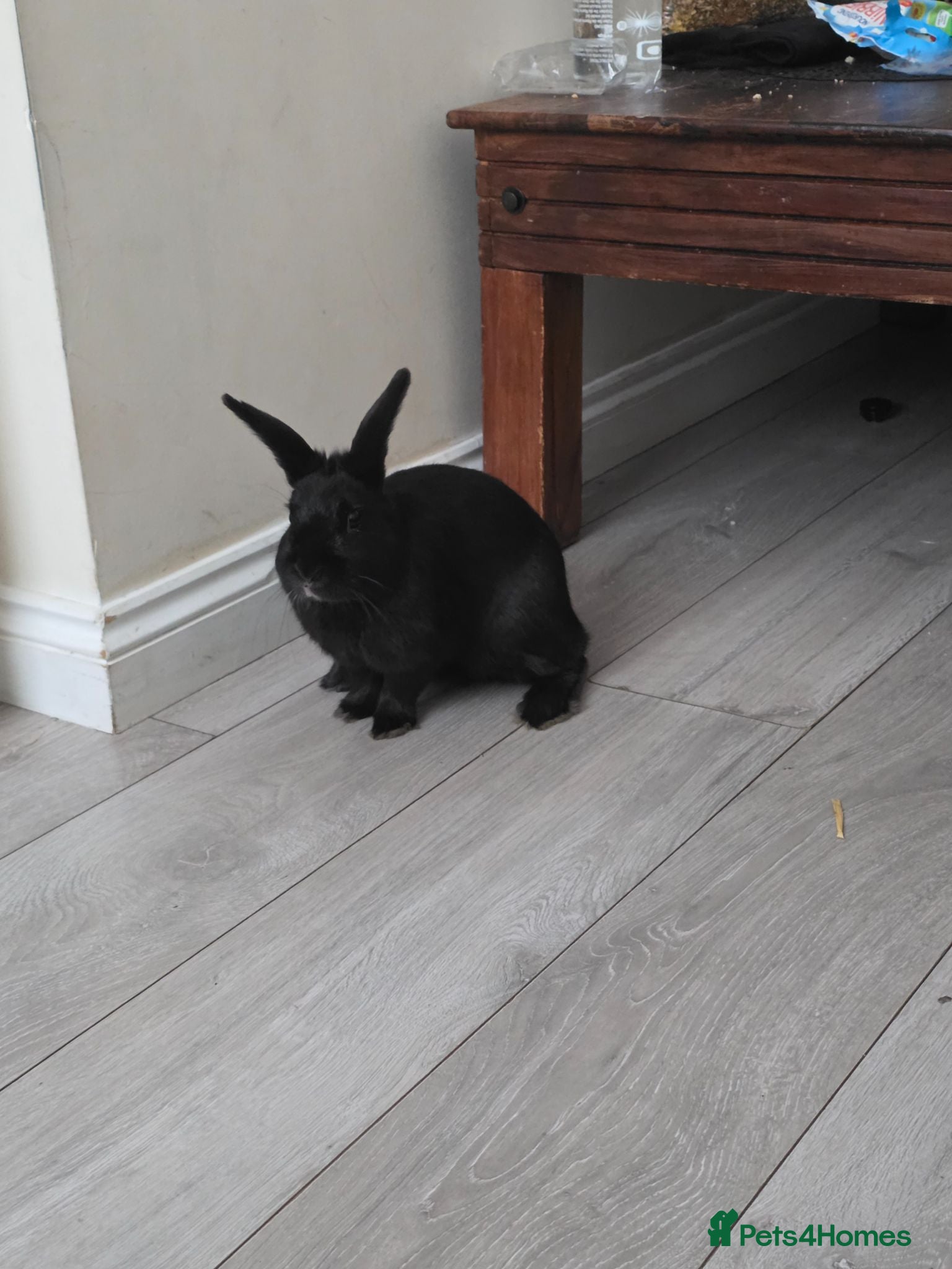 Mixed Breed rabbits Black rabbit  - Advert 2