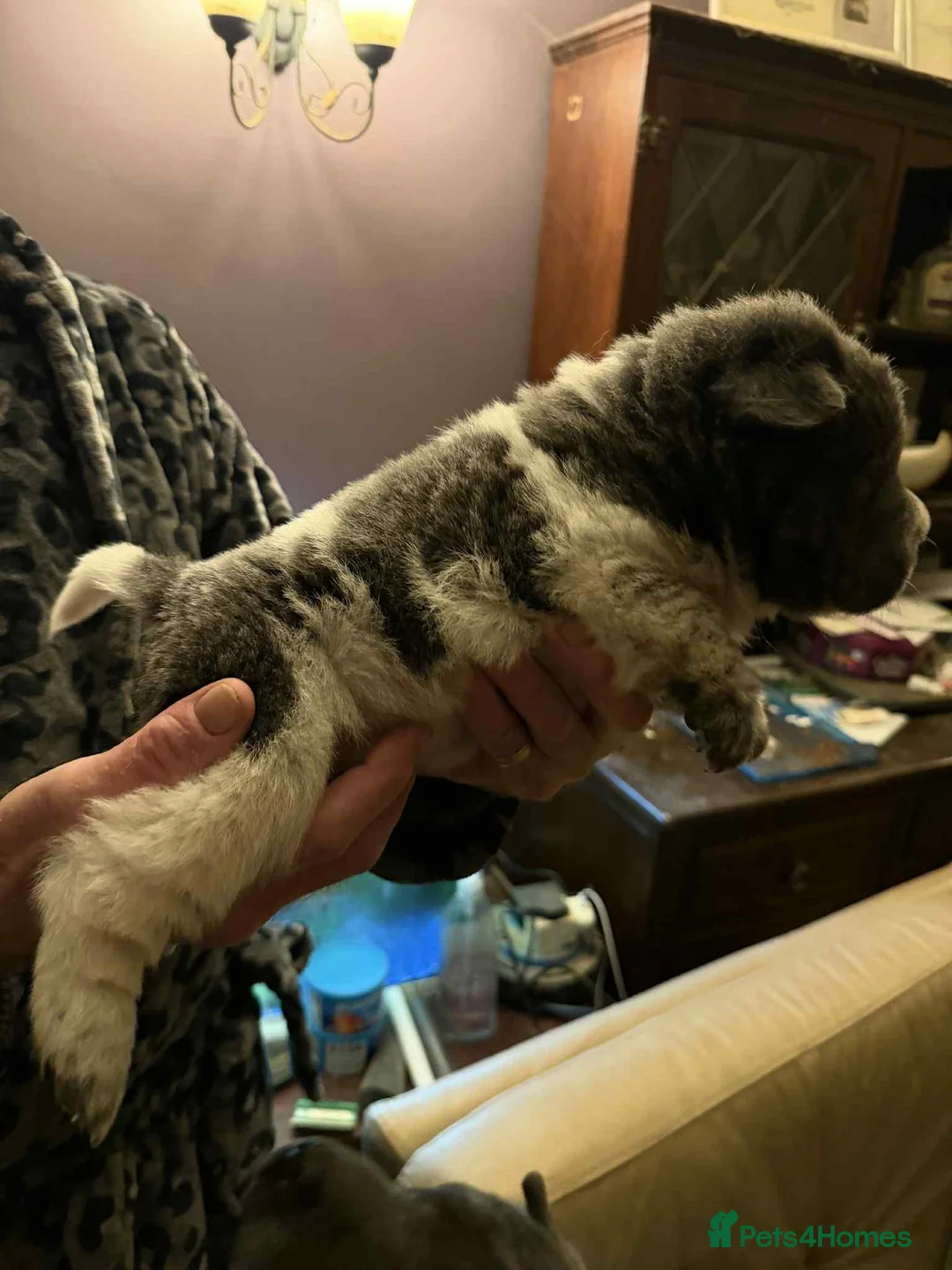 Shar Pei dogs for sale: 2 gorgeous male bear coat shar pei puppies - Advert 8