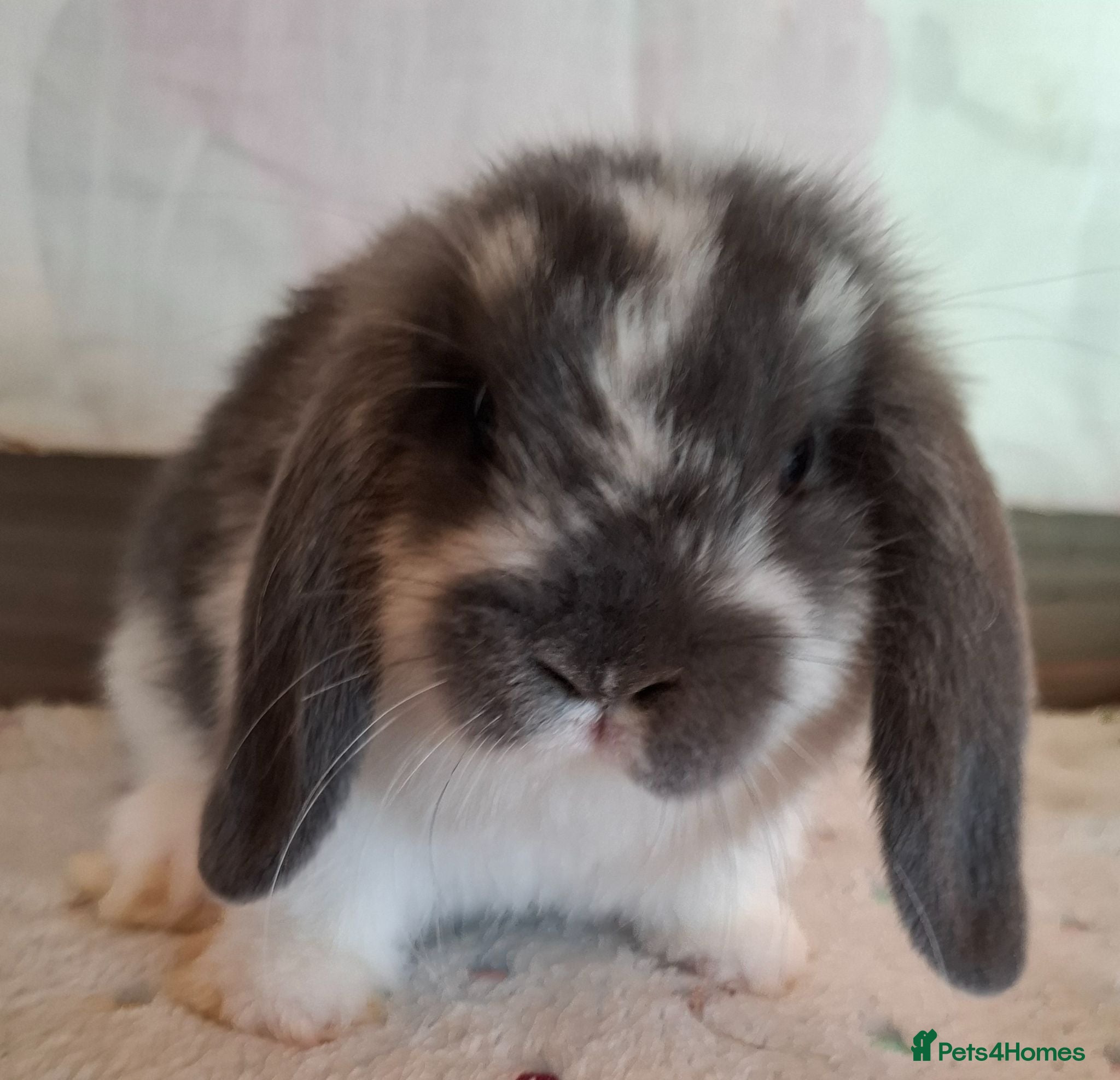 Mini Lop rabbits Various ages - Advert 1