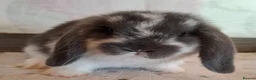 Mini Lop rabbits for sale: Various ages - Advert 1