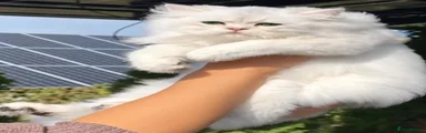 British Longhair 1