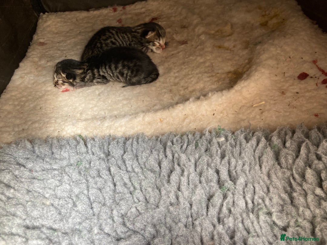 Savannah cats for sale: Beautiful Male Savannah Kitten for sale - Advert 13