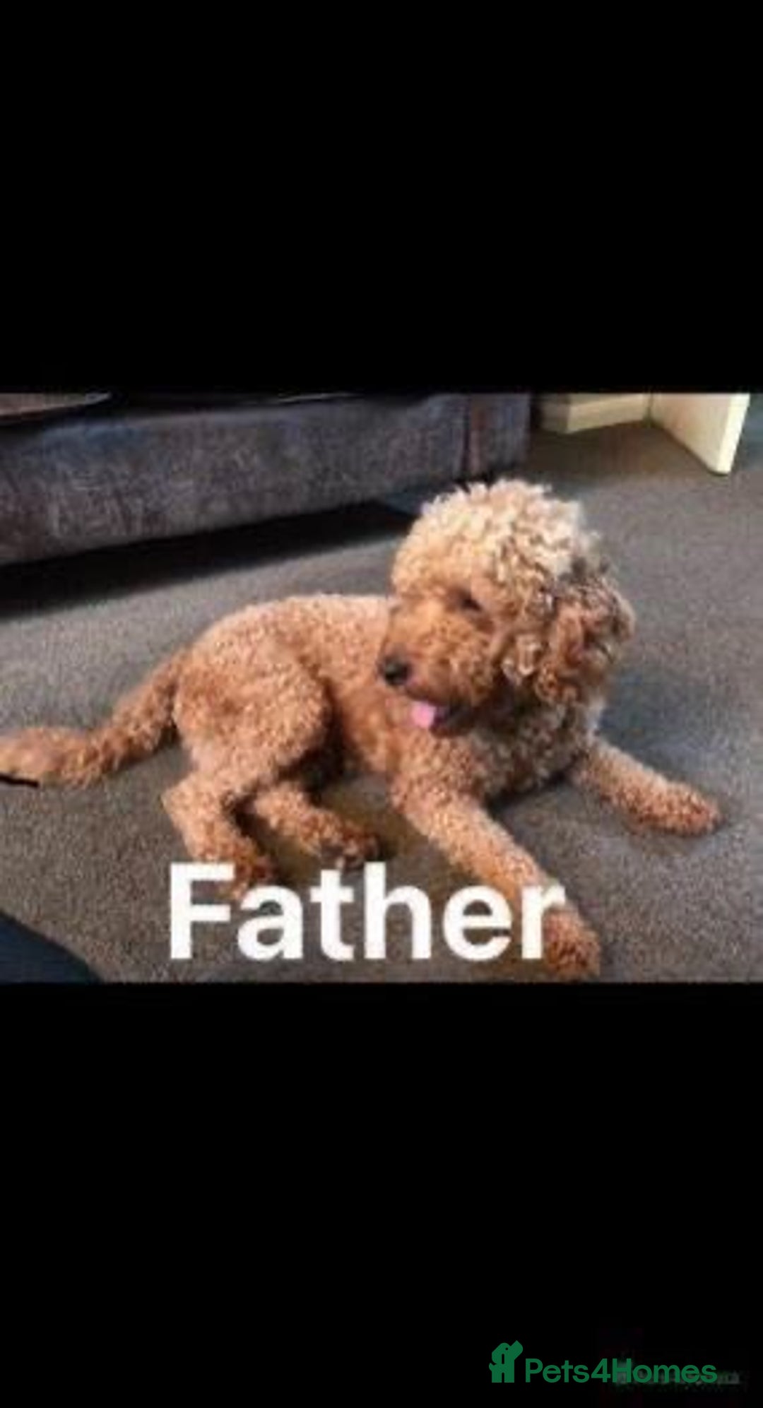 Cockapoo dogs for sale: AMAZING STUNNING F1 SHOW TYPE COCKAPOO  - Image 9