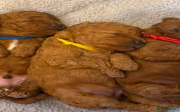 Cockapoo dogs for sale: Beautiful Cockapoo puppies - Image 6