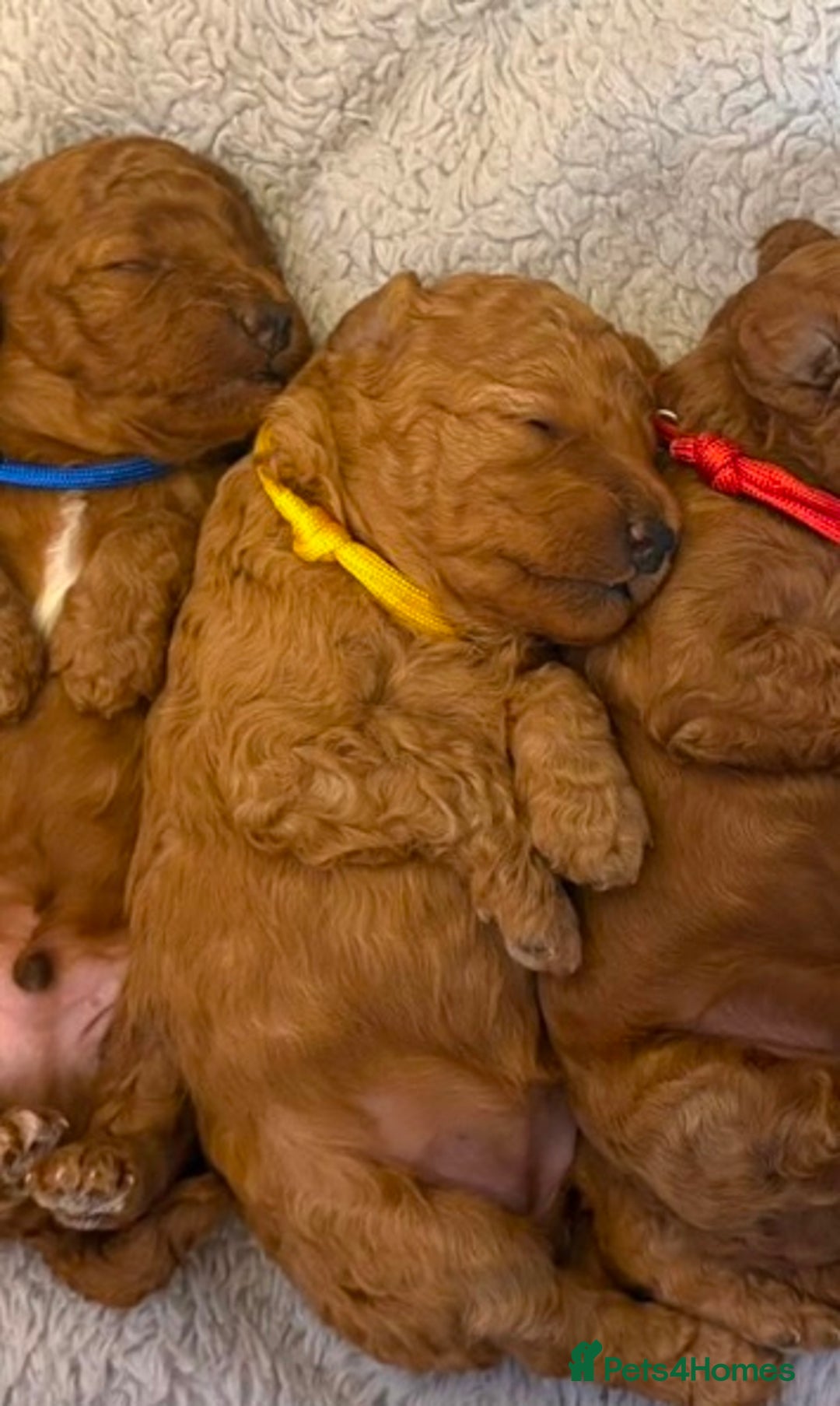 Cockapoo dogs for sale: Beautiful Cockapoo puppies - Image 6