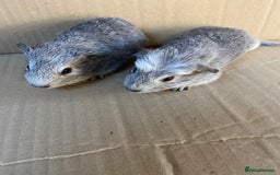Guinea Pig rodents for sale: Baby Female Guinea Pigs - Image 1
