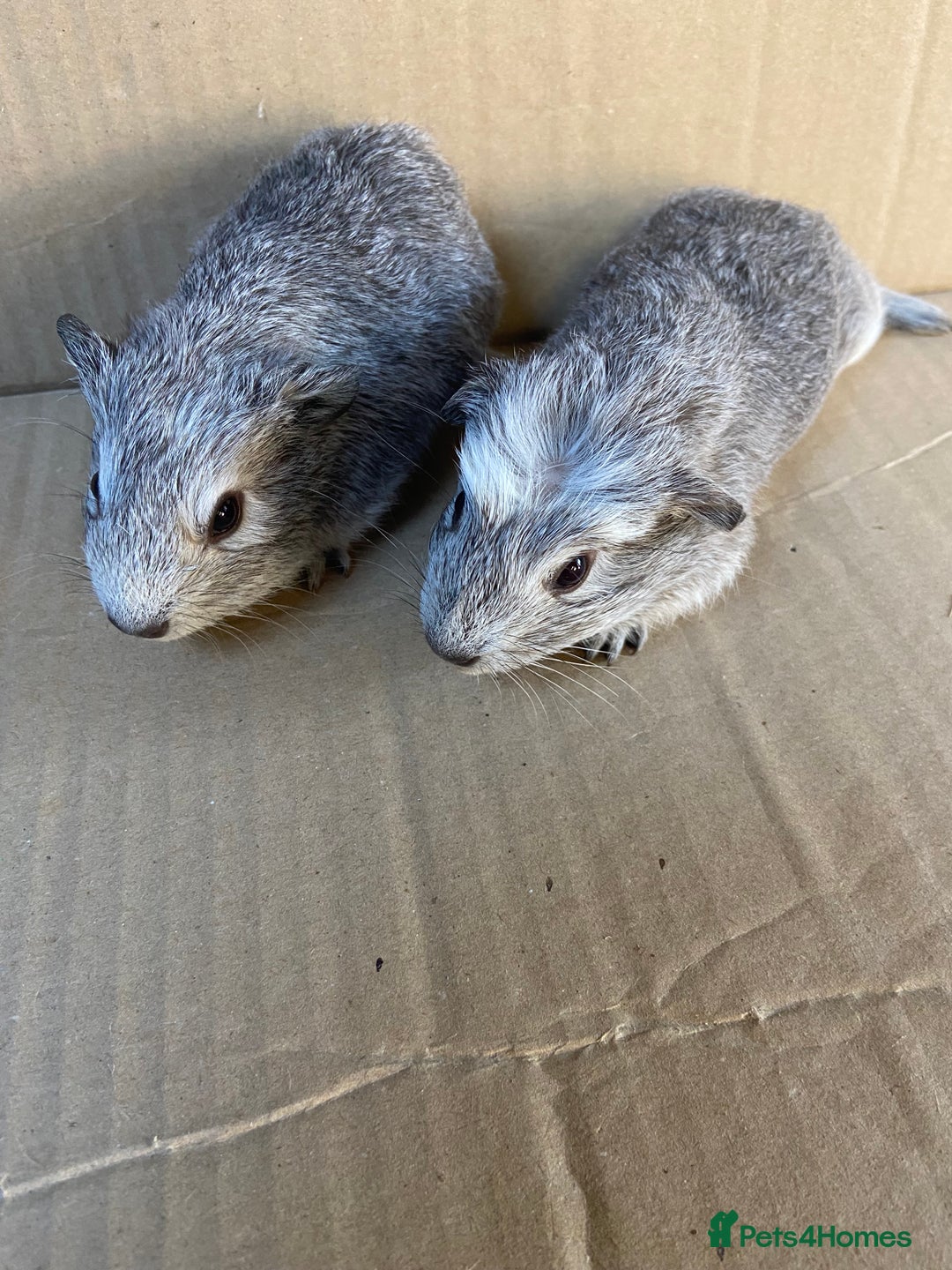 Guinea Pig rodents for sale: Baby Female Guinea Pigs - Image 1