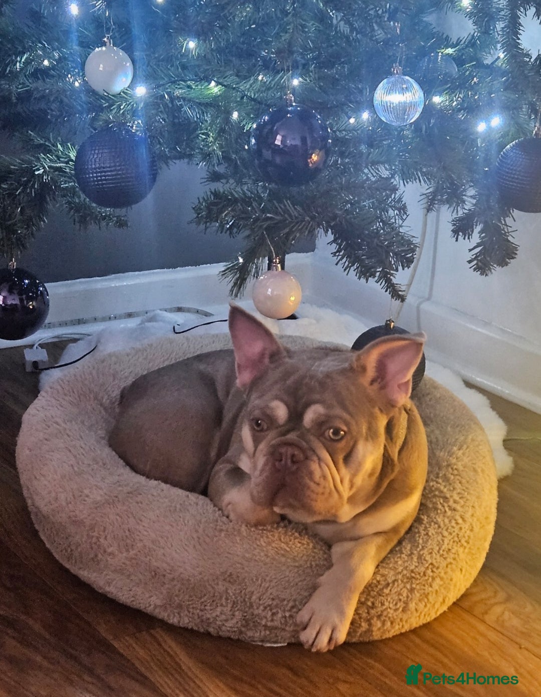 French Bulldog dogs for stud: New shade & tan carrying fluffy & cream - Advert 5