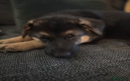 German Shepherd dogs for sale: Iris - Forever Home Needed - Image 1