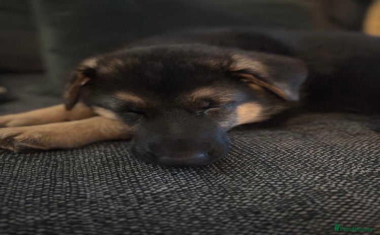 German Shepherd dogs - Advert 10