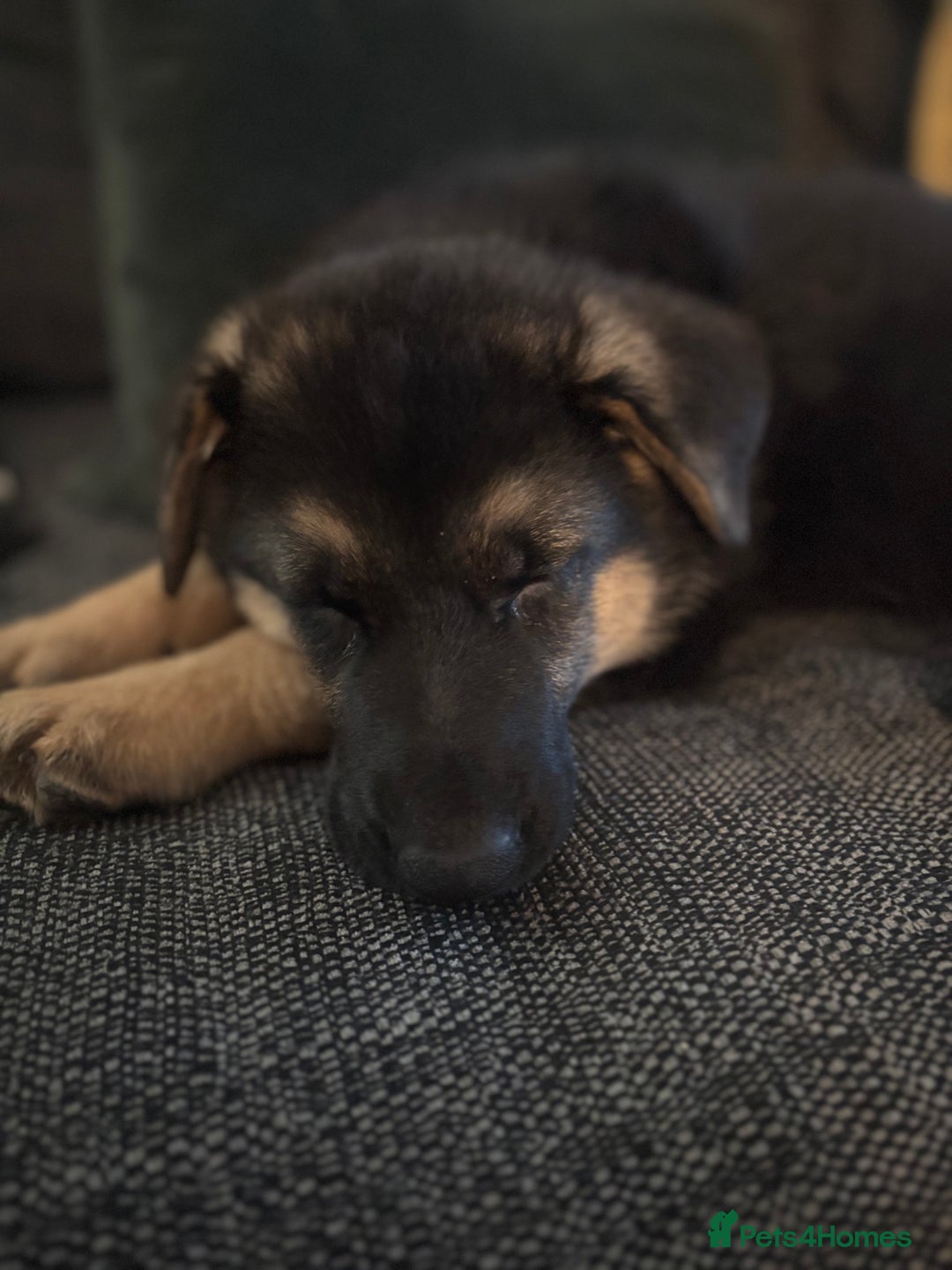 German Shepherd dogs for sale: Iris - Forever Home Needed - Image 1