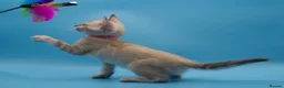 Bengal cats for sale: TICA Registered Snow & Charcoal Bengal Kittens - Advert 22
