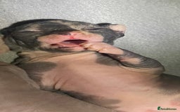 Sphynx cats for sale: 3 adorable Sphynx looking for their forever home  - Image 22