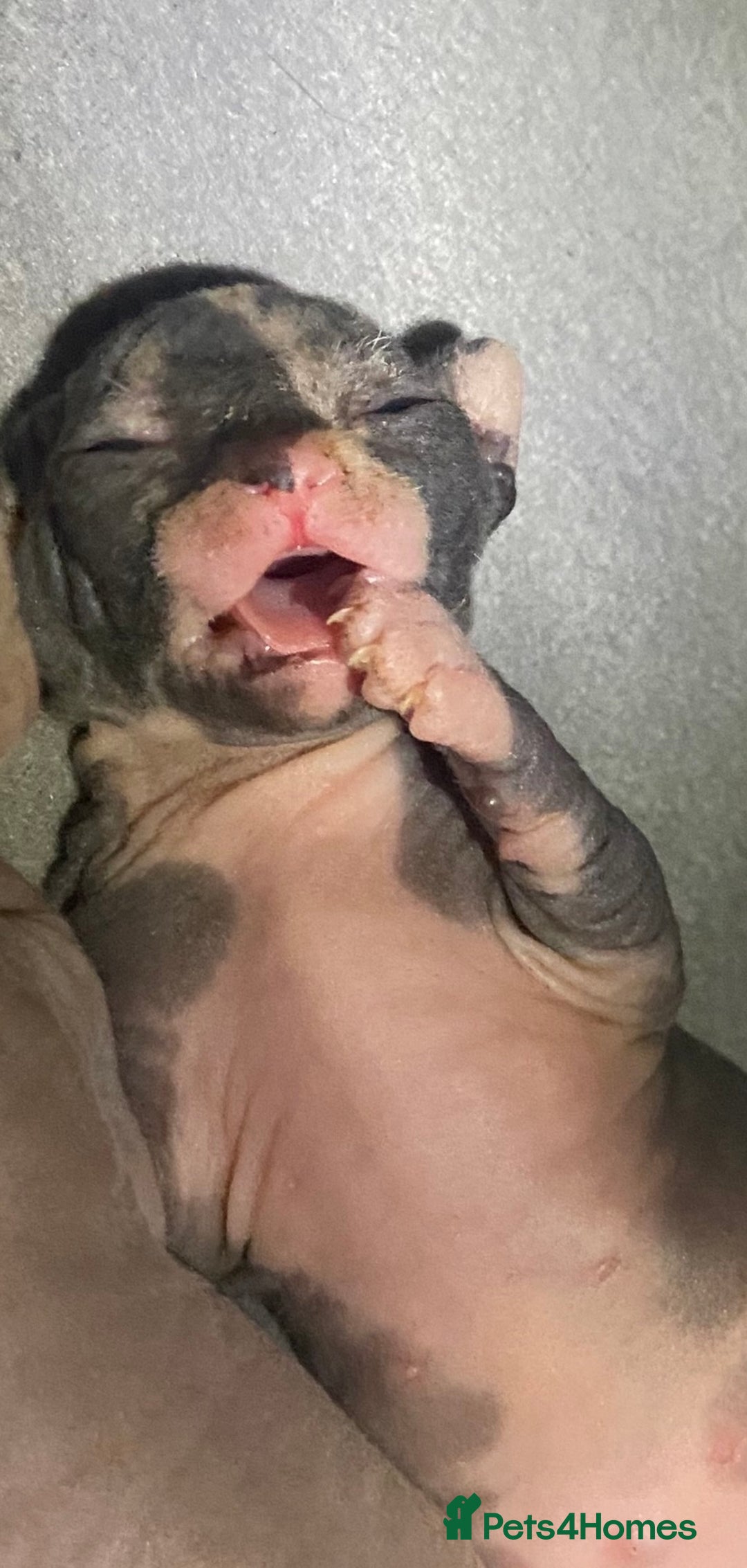 Sphynx cats for sale: 3 adorable Sphynx looking for their forever home  - Image 22