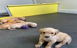 Golden Retriever dogs for sale: Golden retriever puppies for sale  - Image 36