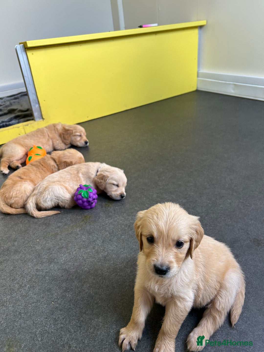Golden Retriever dogs for sale: Golden retriever puppies for sale  - Image 36