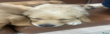 Golden Retriever grey collar Puppy 2