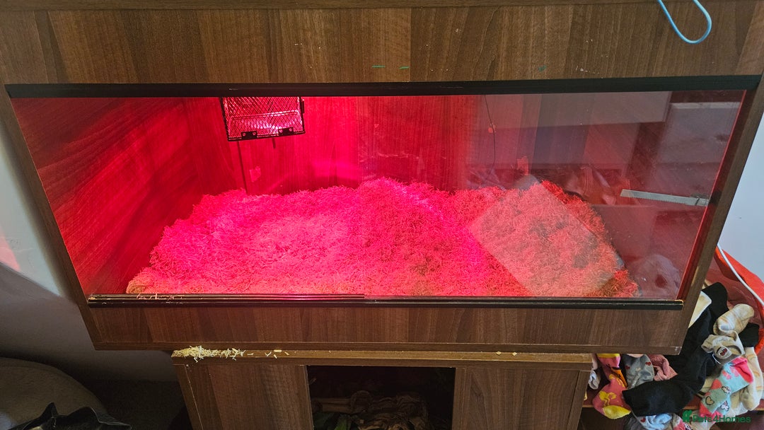 Corn Snake reptiles for sale: Corn snake for sale  - Image 5