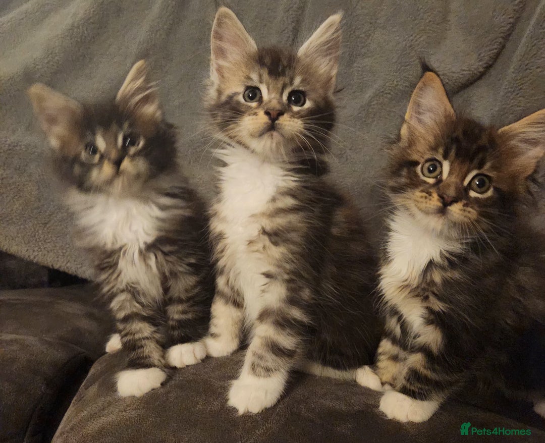 Maine Coon cats for sale: Ready now !!Maine coon kittens full papers  - Advert 4