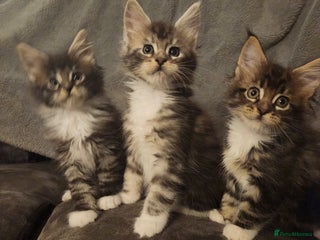 Maine Coon cats - Advert 3