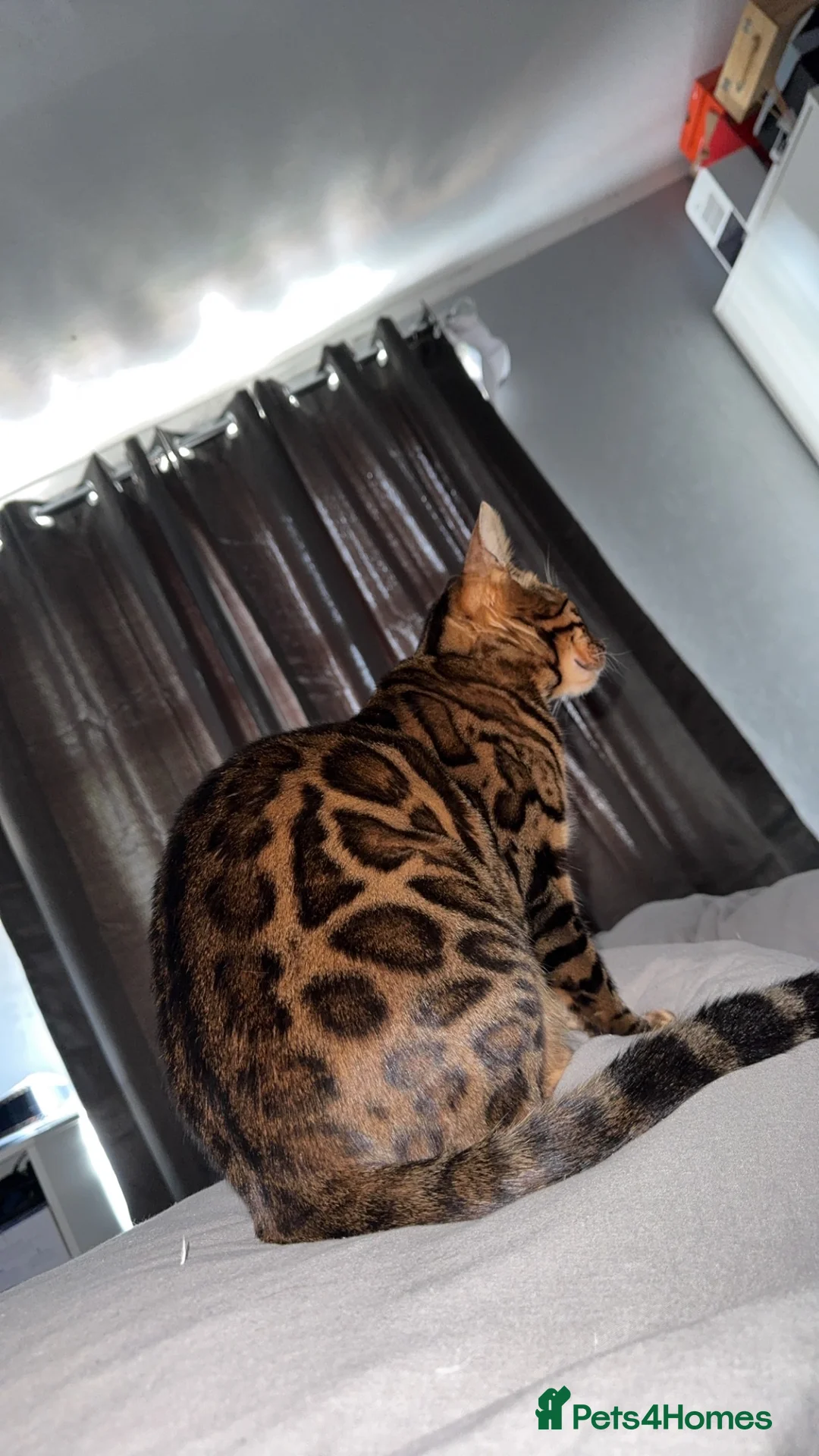 Bengal cats for sale: Bengal Male  - Advert 3